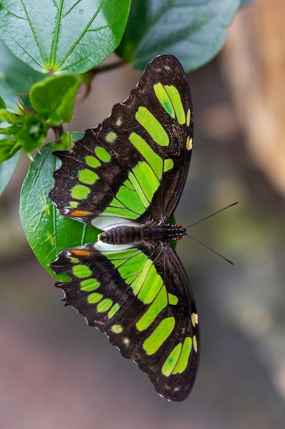 Stelene butterfly with black and green wings sitting on a leafe
