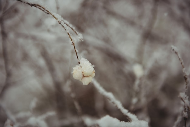 Stem covered with snow during winter