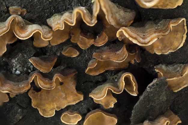 Stereum hirsutum, False turkey tail, Hairy curtain crust