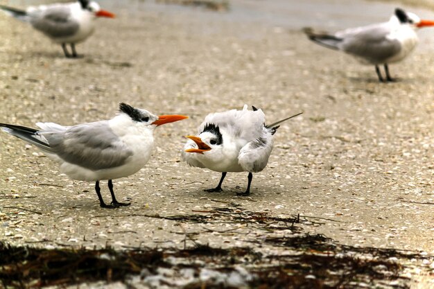 Морские птицы Sternidae, стоящие на берегу в дневное время