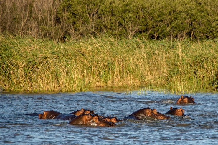 Free Photo sticking their heads out of the water in front of a green field