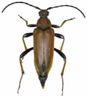 Free photo stictoleptura rubra beetle specimen