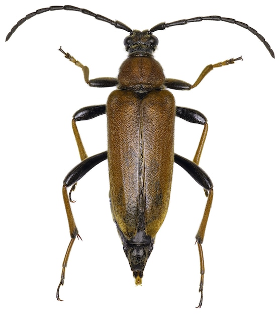 Stictoleptura rubra beetle specimen