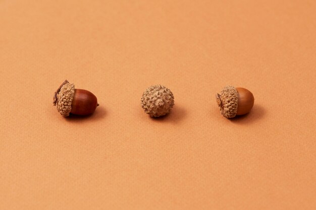 Still life of acorns