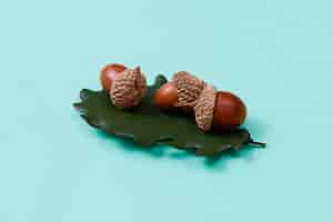 Free photo still life of acorns