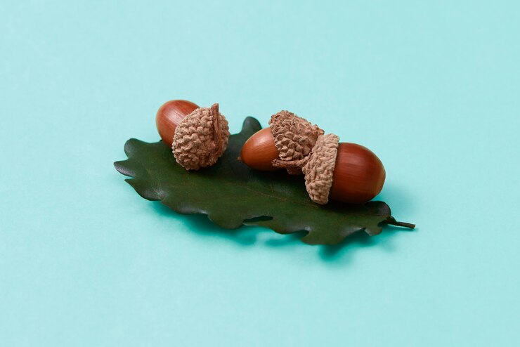 Free Photo still life of acorns