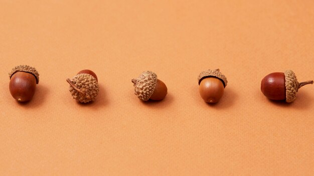 Still life of acorns