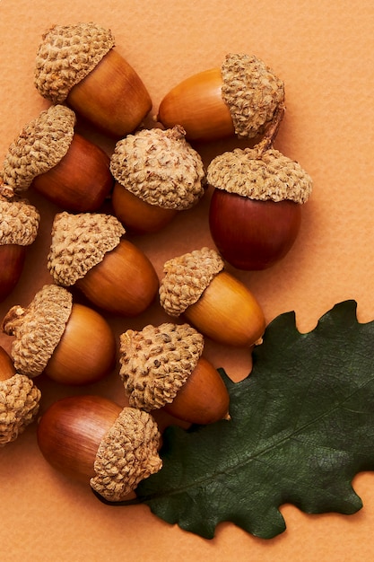 Free photo still life of acorns