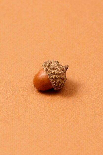 Still life of acorns