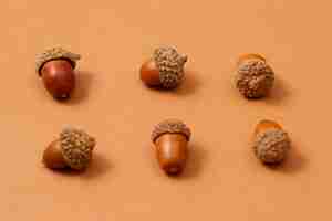 Free photo still life of acorns