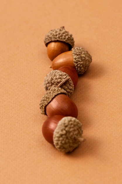 Free photo still life of acorns