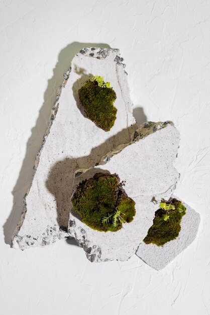 Still life of algae and moss on podium