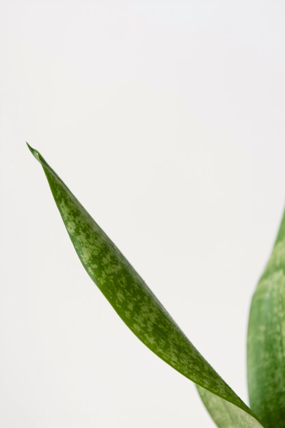 Still life arrangement of green houseplant