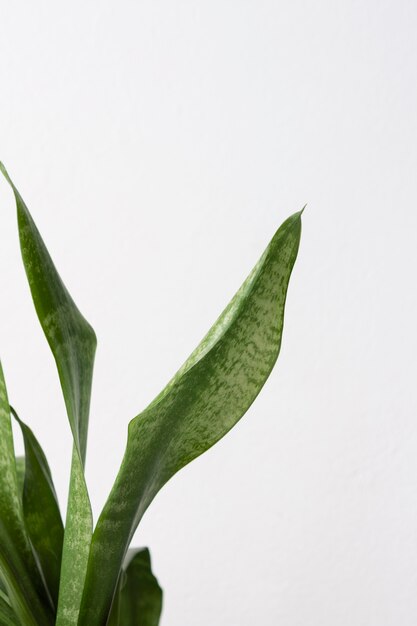 Still life arrangement of green houseplant