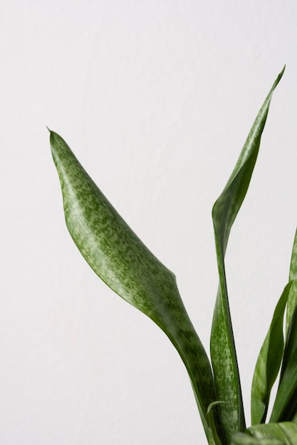 Still life arrangement of green houseplant