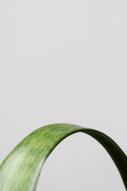 Still life arrangement of green houseplant