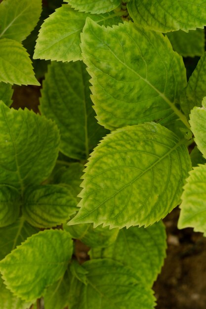 Still life arrangement of green plant