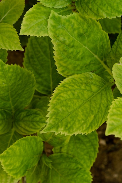 緑の植物の静物配置