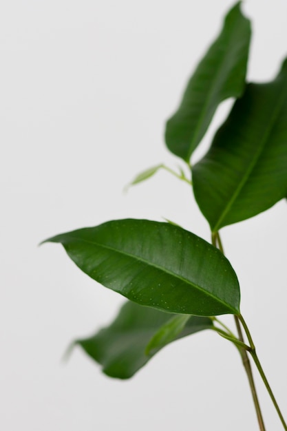 Still life arrangement of green plant