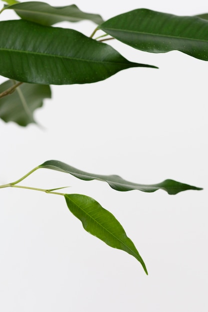 Still life arrangement of green plant