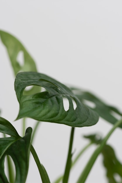 Still life arrangement of green plant