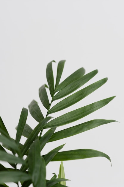 Still life arrangement of green plant