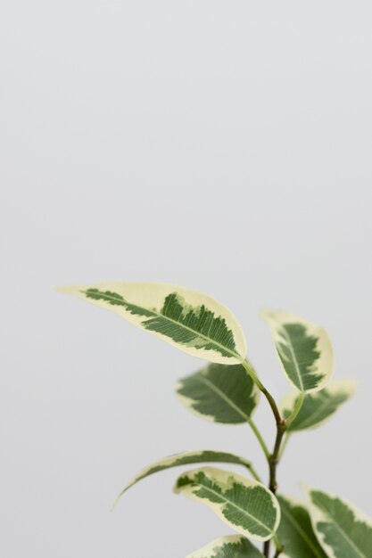 Still life arrangement of green plant