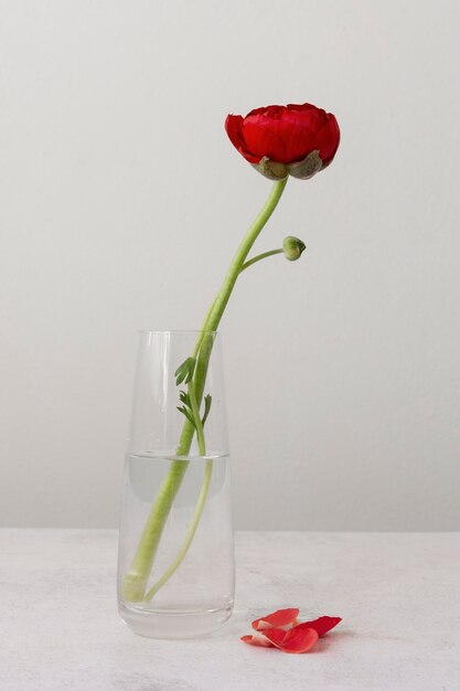 Натюрморт из интерьерного цветка в вазе