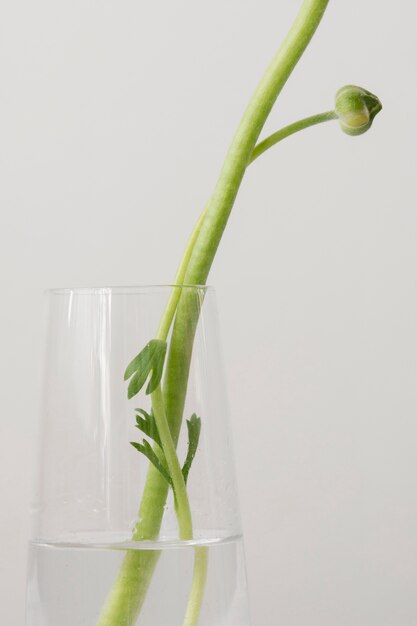 Still life arrangement of interior flower in vase