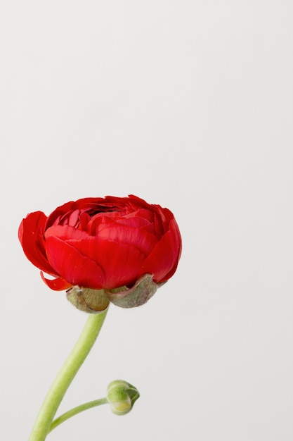 Still life arrangement of interior flower in vase