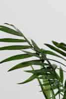 Бесплатное фото Натюрморт из зеленого растения
