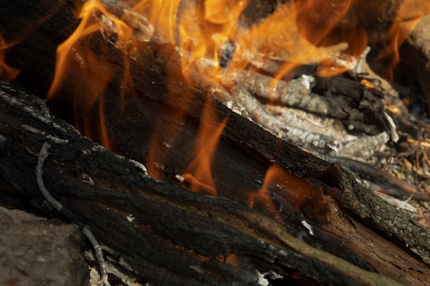 Still life of ashes with charcoal