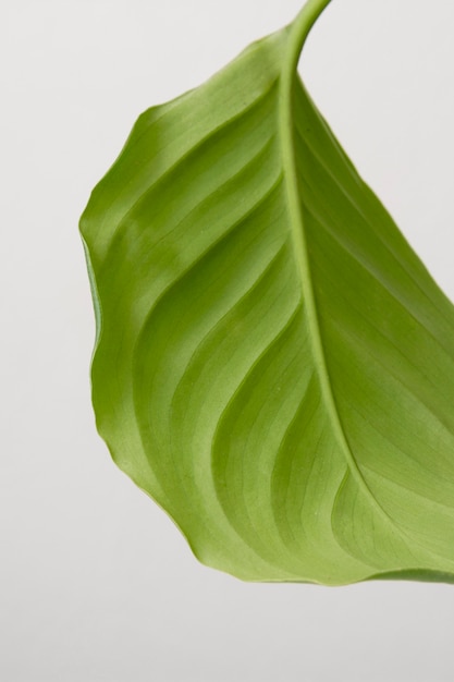 Still life assortment of green houseplant