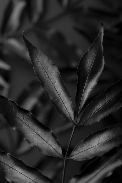 Still life of black background