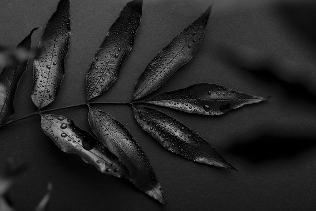 Still life of black background