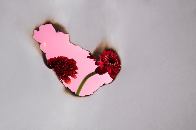 Still life of burnt paper with carnation flower