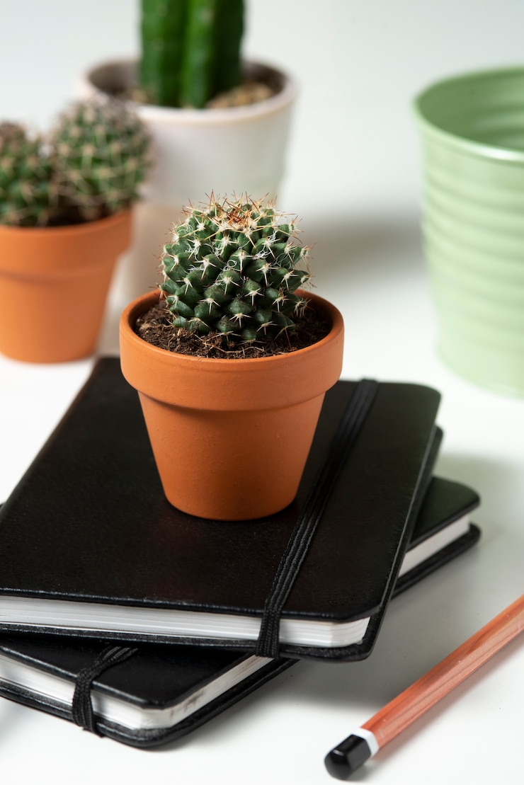 Free Photo still life of cactus plant