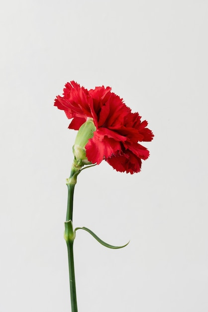 Foto gratuita close-up di natura morta di fiori al chiuso