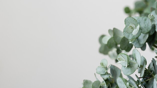 Still life composition of green plant indoors