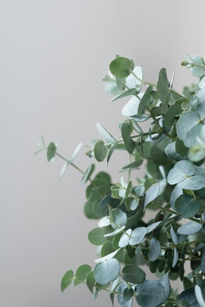 Still life composition of green plant indoors