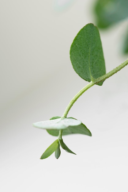 Still life composition of green plant indoors