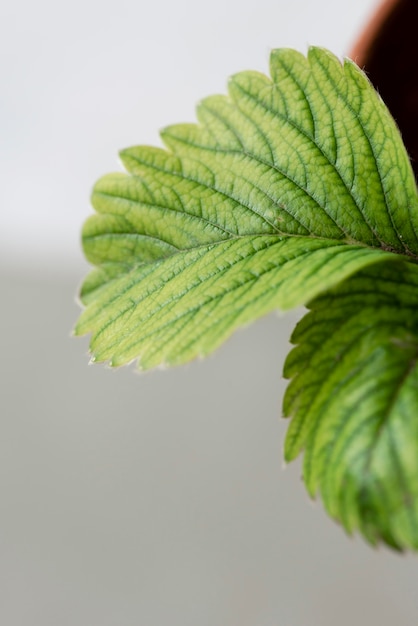 Still life composition of green plant indoors