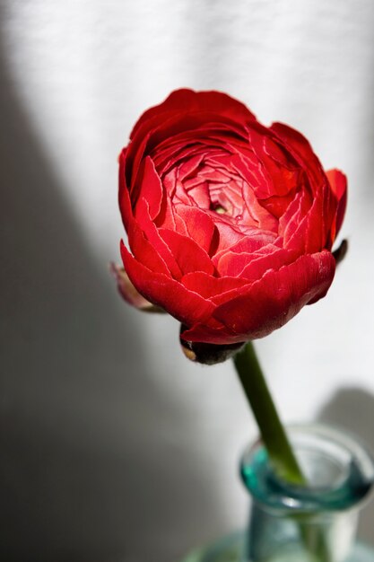 Still life composition of plant indoors