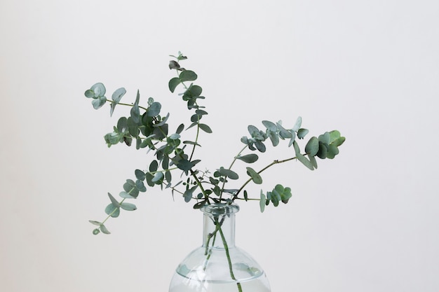 Still life composition of plant indoors