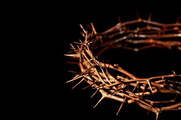 Free photo still life of crown of thorns