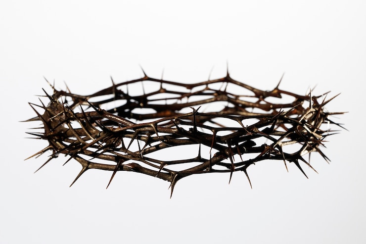 Free Photo still life of crown of thorns