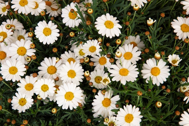 Foto gratuita natura morta di fiori a margherita