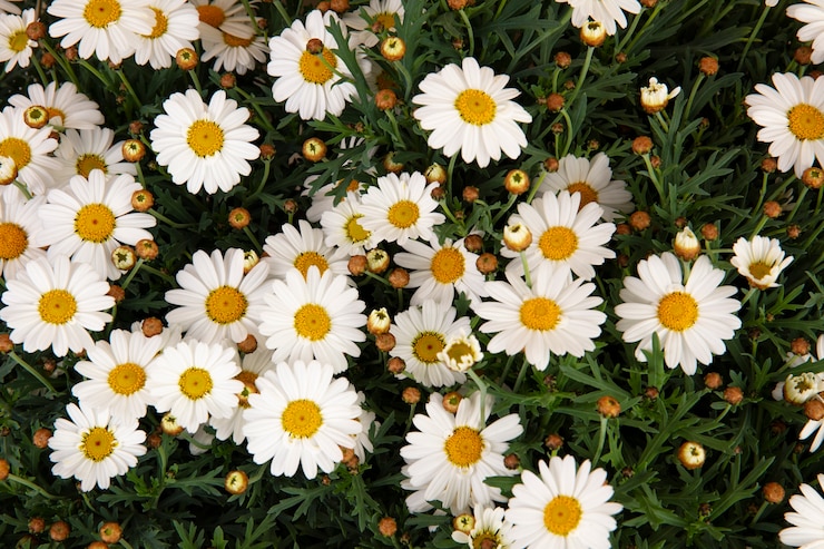 Free Photo still life of daisy flowers