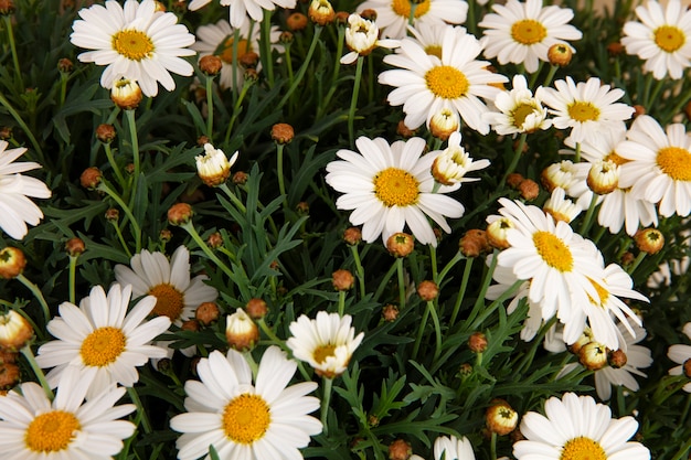 Foto gratuita natura morta di fiori a margherita