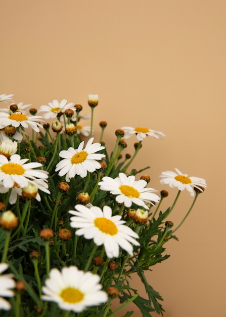 デイジーの花のある静物